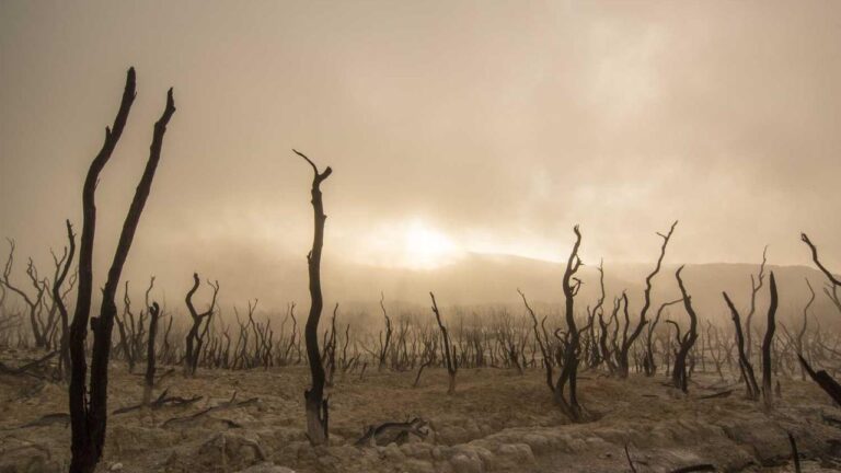 What Message Appears On The Welcome To 11Xplay Pro Screen?